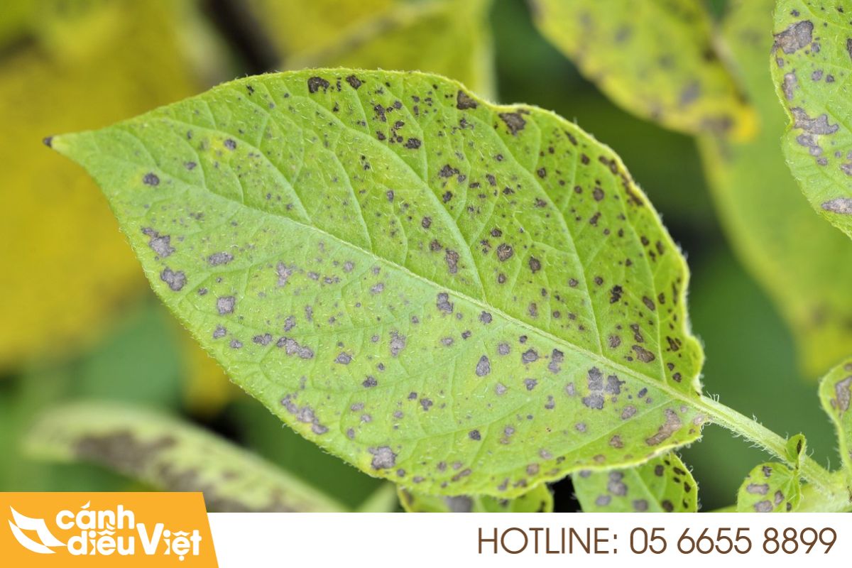 Thực trạng bệnh sương mai tại Việt Nam