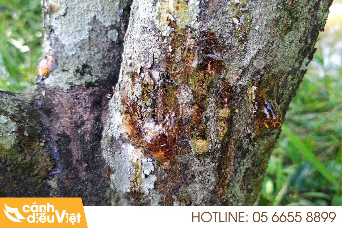 Thực trạng bệnh xì mủ tại Việt Nam