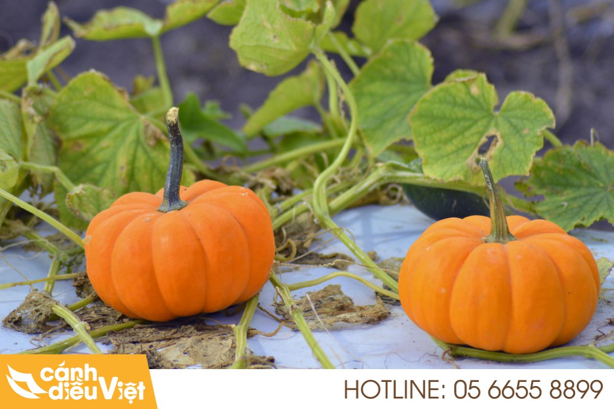 Thực trạng ngành trồng bí đỏ tại Việt Nam