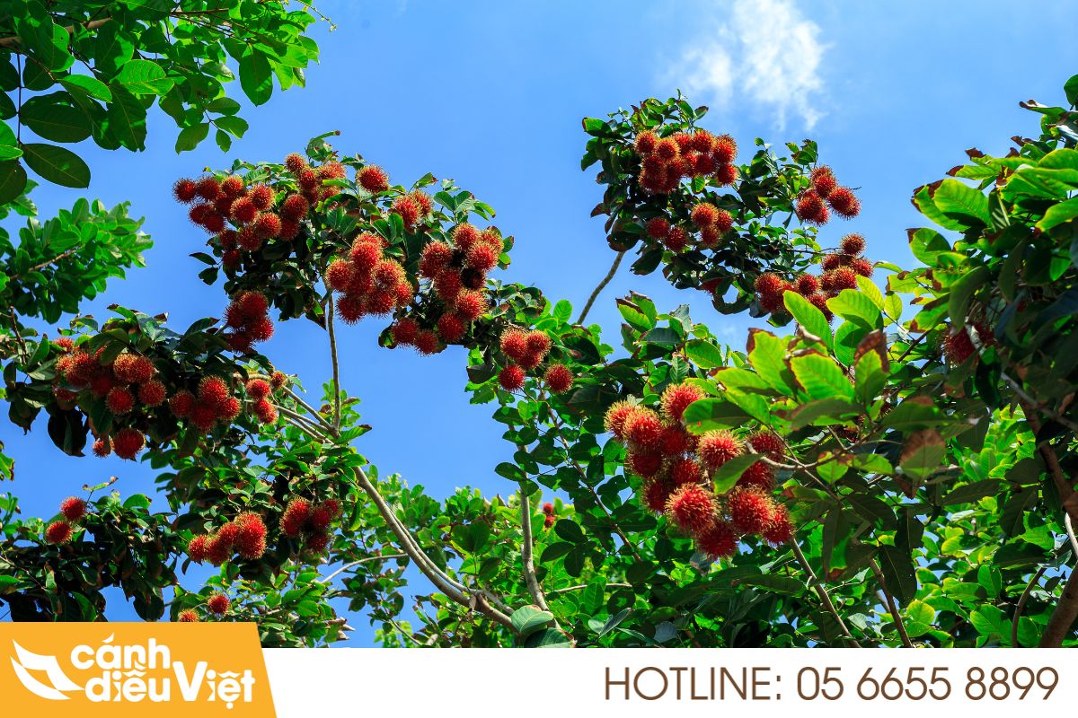 Ứng Dụng Máy Bay Phun Thuốc Cho Chôm Chôm tăng x2 năng suất 4 Thực trạng ngành trồng chôm chôm tại Việt Nam