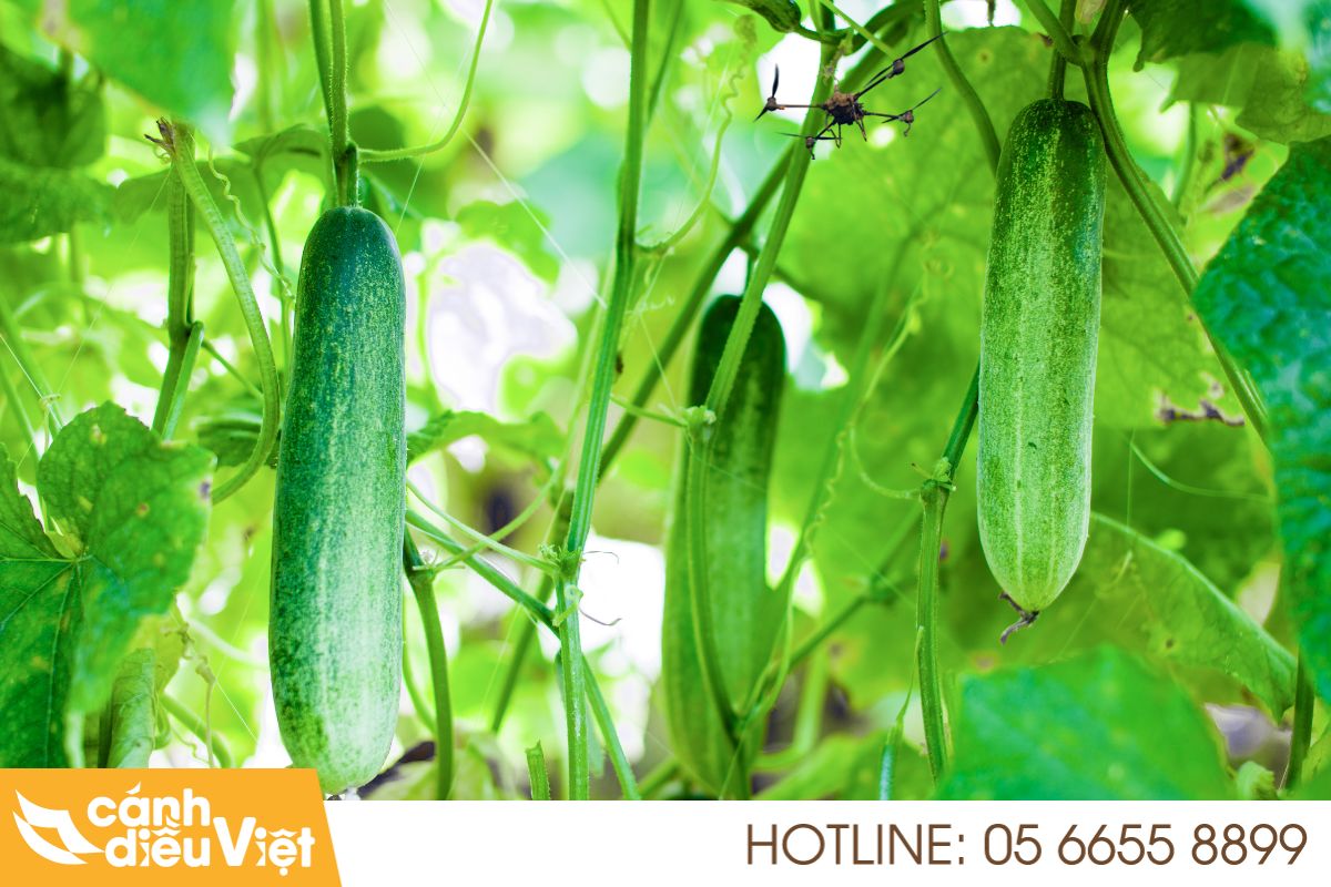 Thực trạng ngành trồng dưa leo tại Việt Nam