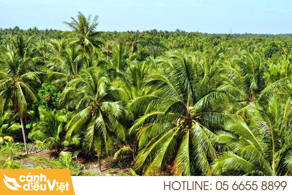 Ứng Dụng Máy Bay Phun Thuốc Cho Dừa Tăng X2 Năng Suất 4 Thực trạng ngành trồng dừa tại Việt Nam