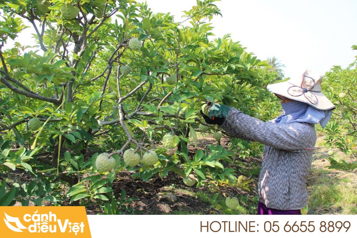 Máy Bay Phun Thuốc Cho Mãng Cầu X2 Năng Suất, Tiết kiệm Chi Phí 3 Thực trạng ngành trồng mãng cầu tại Việt Nam