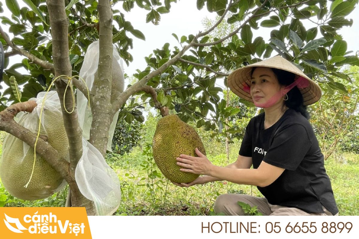 Ứng dụng máy bay phun thuốc cho mít tăng năng suất x2 3 Thực trạng ngành trồng mít Việt Nam