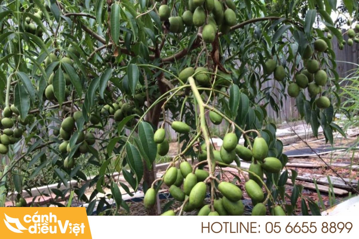 Máy Bay Phun Thuốc Cho Cóc X2 Năng Suất, Giảm Chi Phí 4 Thực trạng phun thuốc cho cây cóc hiện nay
