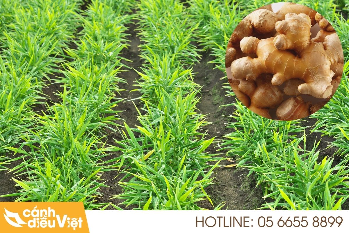 Máy bay phun thuốc cho cây gừng X2 năng suất, giảm chi phí 4 Thực trạng và thách thức của ngành trồng gừng tại Việt Nam