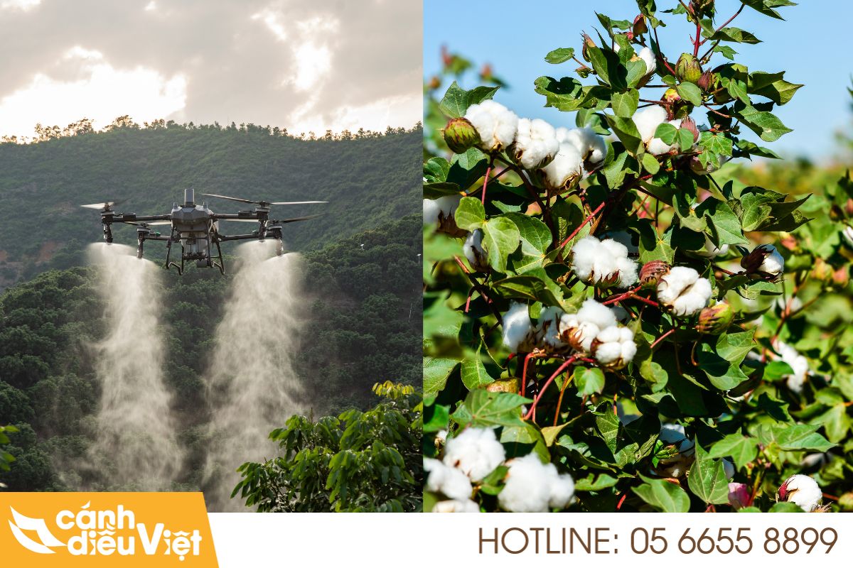 Thực trạng và tiềm năng cây bông tại Việt Nam