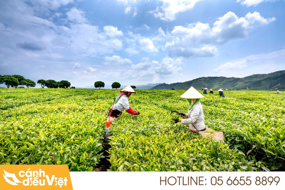 Máy bay DJI T70P phun thuốc cho cây chè (trà) 3 Thực trạng và tiềm năng cây chè tại Việt Nam