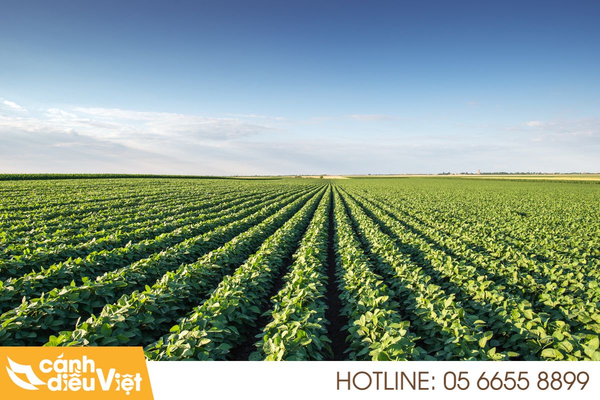 Máy bay DJI T70P phun thuốc cho cây đậu tương 3 Thực trạng và tiềm năng cây đậu tương ở Việt Nam