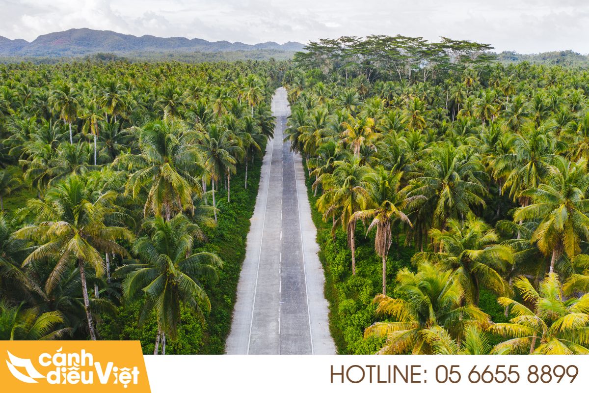 Thực trạng và tiềm năng cây dừa ở Việt Nam