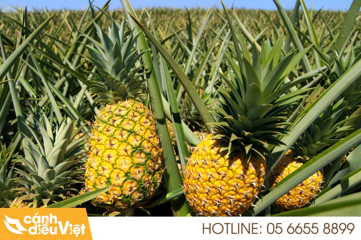 Máy bay DJI T70P phun thuốc cho cây dứa (thơm) 3 Thực trạng và tiềm năng cây dứa tại Việt Nam