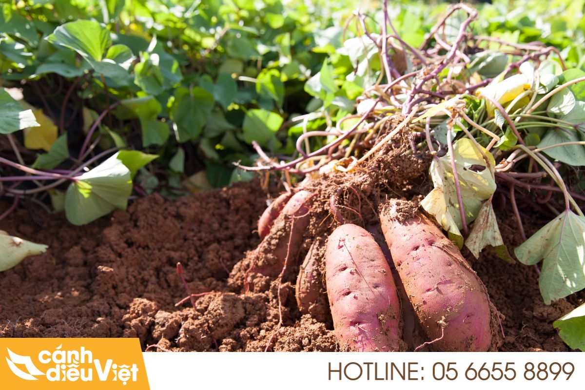 Thực trạng và tiềm năng cây khoai lang tại Việt Nam