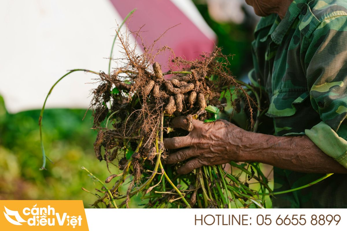 Máy bay DJI T70P phun thuốc cho cây lạc 3 Thực trạng và tiềm năng cây táo ở Việt Nam