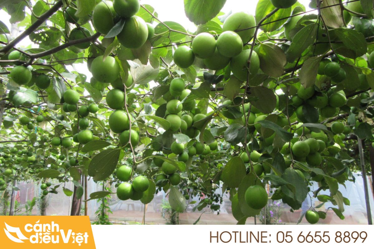 Thực trạng và tiềm năng cây táo ở Việt Nam