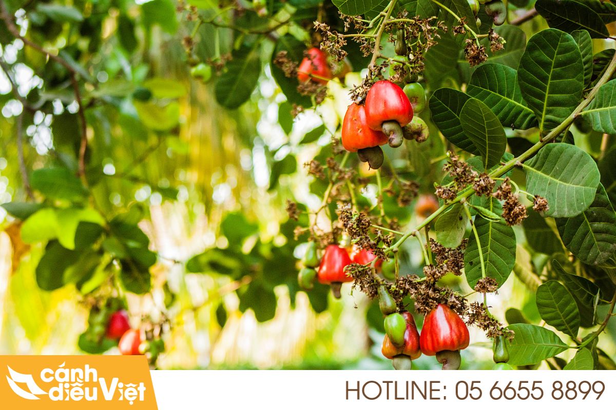 Máy Bay Phun Thuốc Cho Điều X2 Năng Suất, Giảm Chi Phí 4 Tiềm năng lớn nhưng còn nhiều khó khăn của cây điều tại Việt Nam