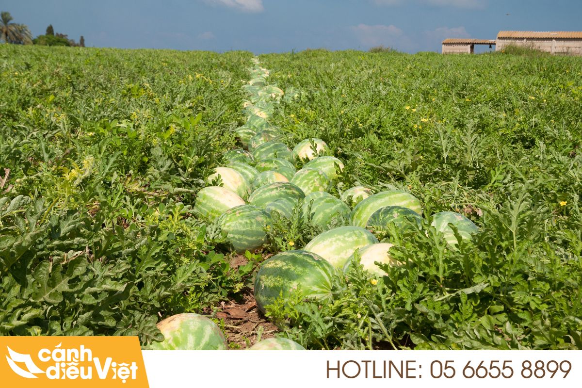 Tiềm năng và thách thức của ngành trồng dưa hấu tại Việt Nam