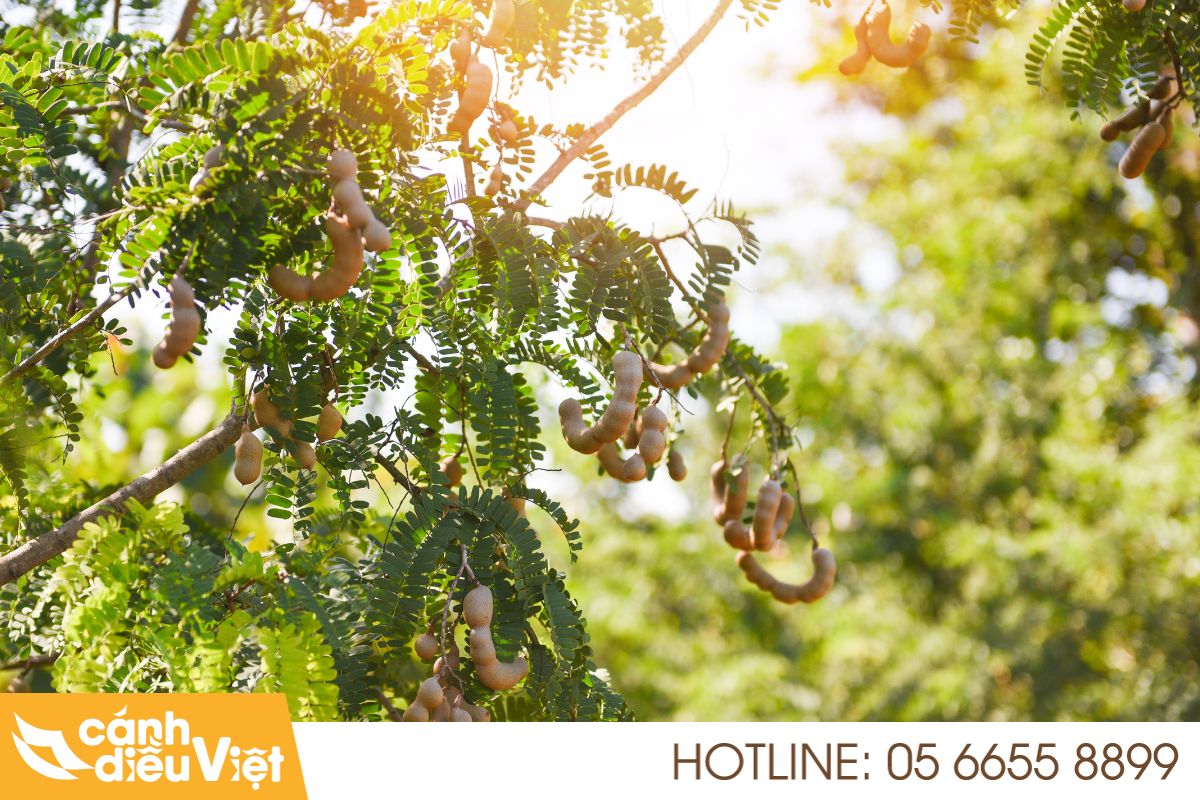 Máy Bay Phun Thuốc Cho Me X2 Năng Suất, Giảm Chi Phí 4 Tiềm năng và thách thức của ngành trồng me tại Việt Nam