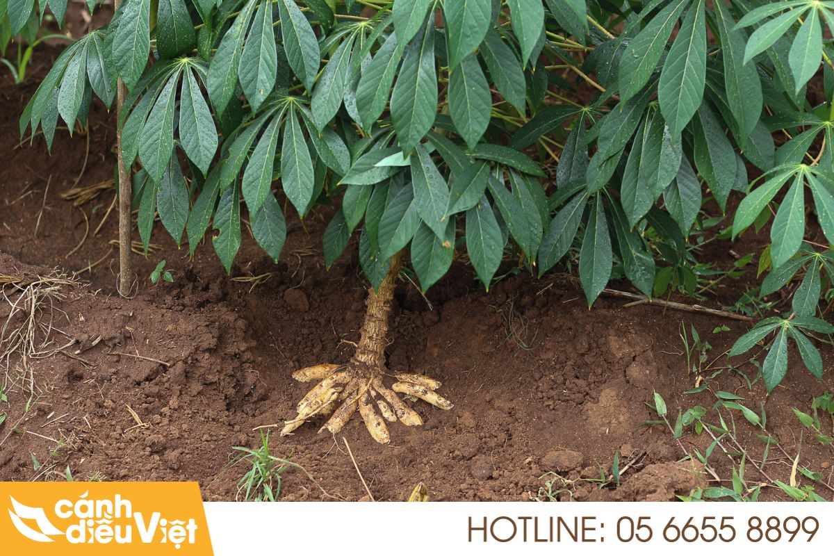 Ứng dụng máy bay phun thuốc cho cây sắn x2 năng suất 4 Tiềm năng và thực trạng cây sắn tại Việt Nam