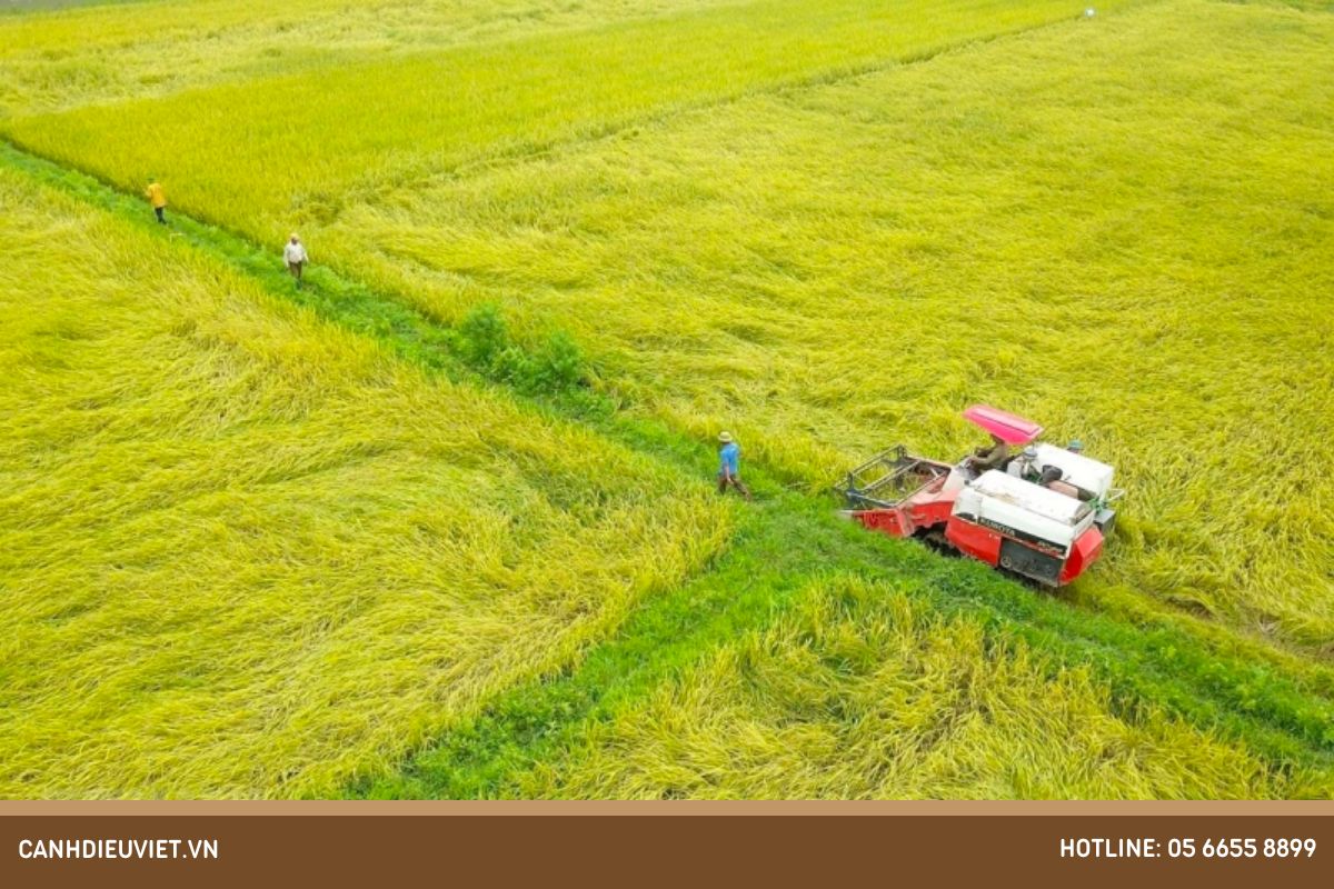 Tìm hiểu các giống lúa chủ yếu ở việt nam hiện nay 18 Tìm hiểu các giống lúa chủ yếu ở việt nam