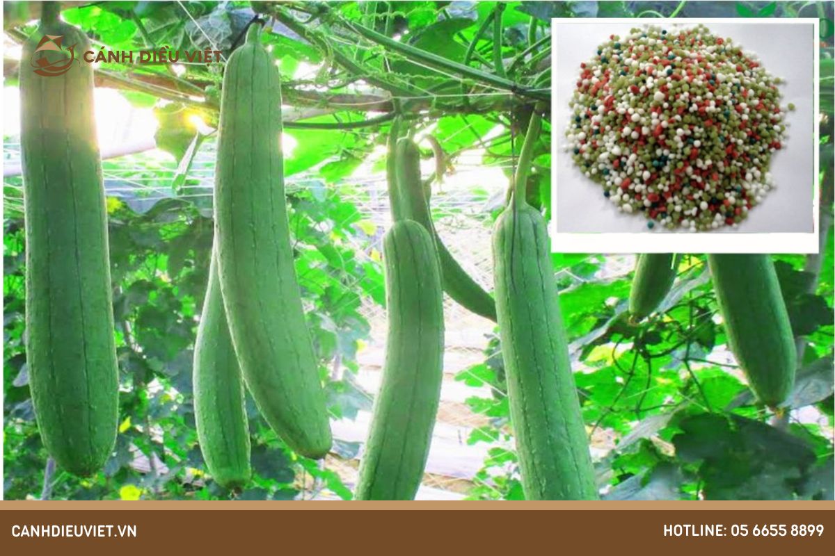 Tìm hiểu về nhu cầu dinh dưỡng của cây mướp