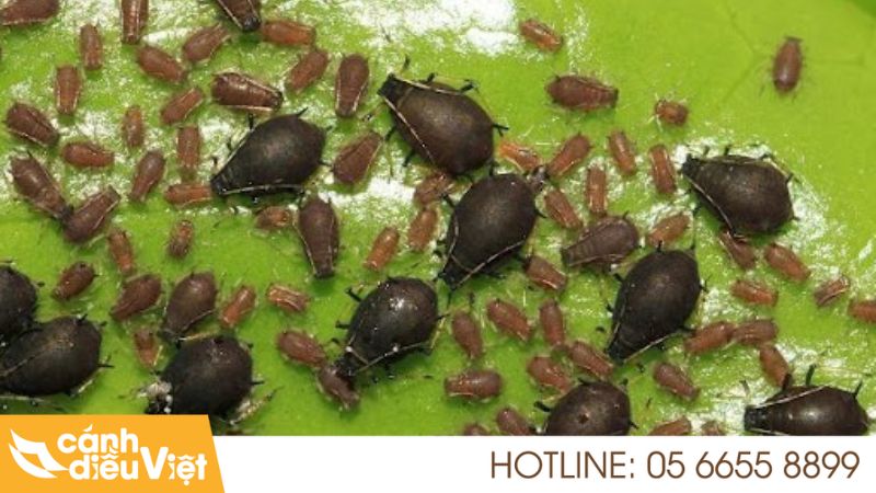 Rệp muội đen hại cà phê và biện pháp phòng trừ 4 Tìm hiểu về rệp muội hại cà phê