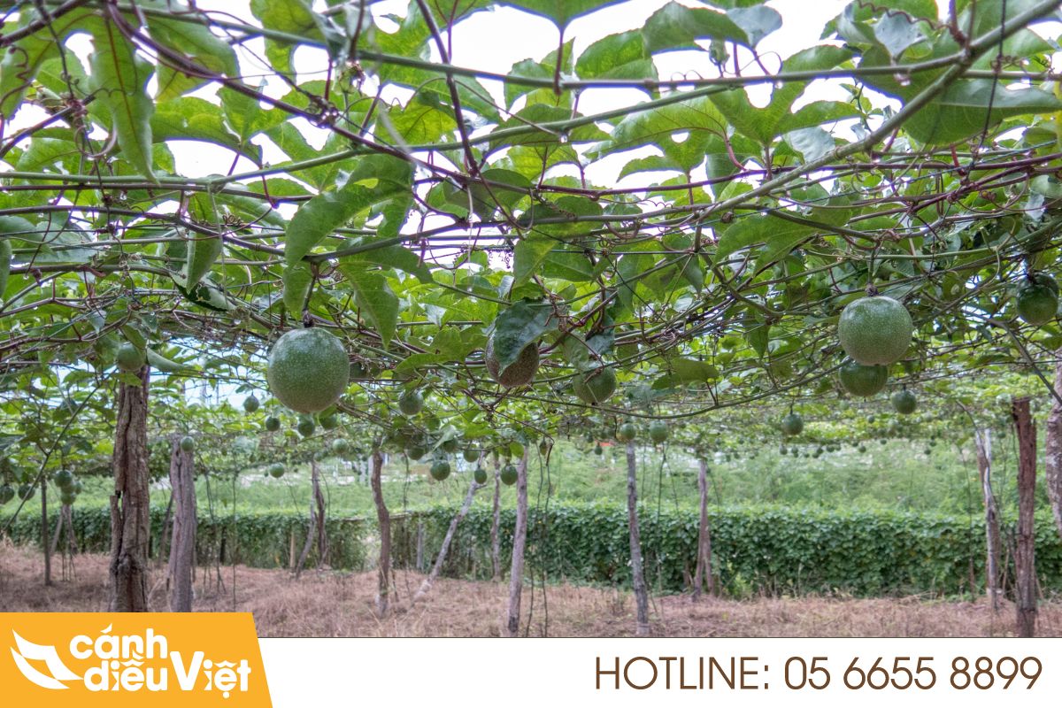 Máy Bay Phun Thuốc Cho Chanh Dây X2 Năng Suất, Giảm Chi Phí 4 Tổng quan thị trường chanh dây tại Việt Nam