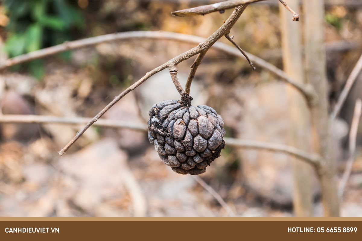 Triệu chứng bệnh mãng cầu bị đen, thối quả
