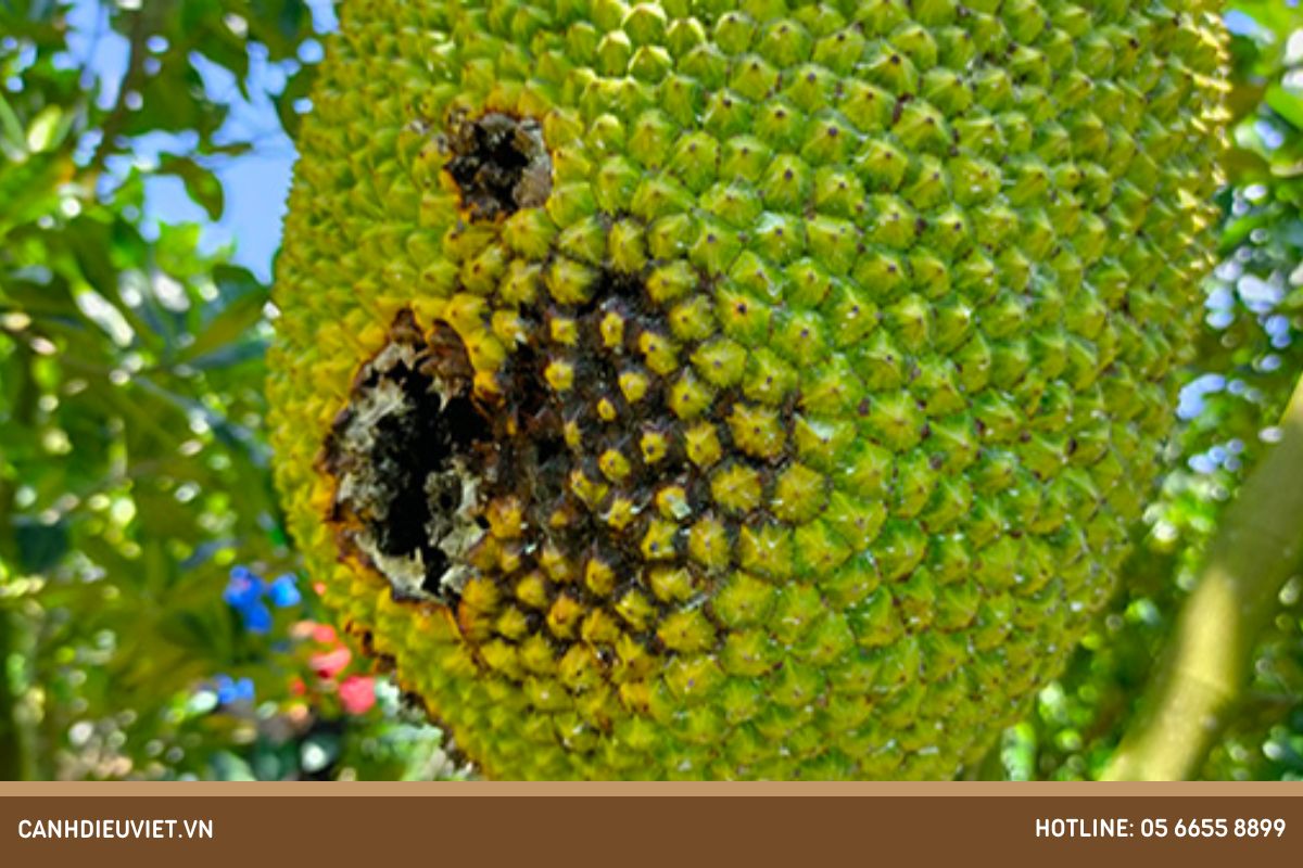 Giải pháp phòng trừ bệnh thối trái trên mít đơn giản, hiệu quả 4 Triệu chứng bệnh thối trái trên cây mít