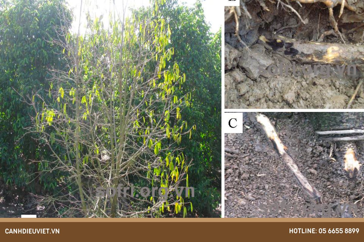 Phòng Tránh Thối Rễ Mãng Cầu Xiêm và Điều Trị Hiệu Quả Bệnh Chết Cành 6 Triệu chứng của bệnh