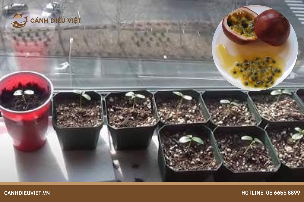 Trồng bằng hạt