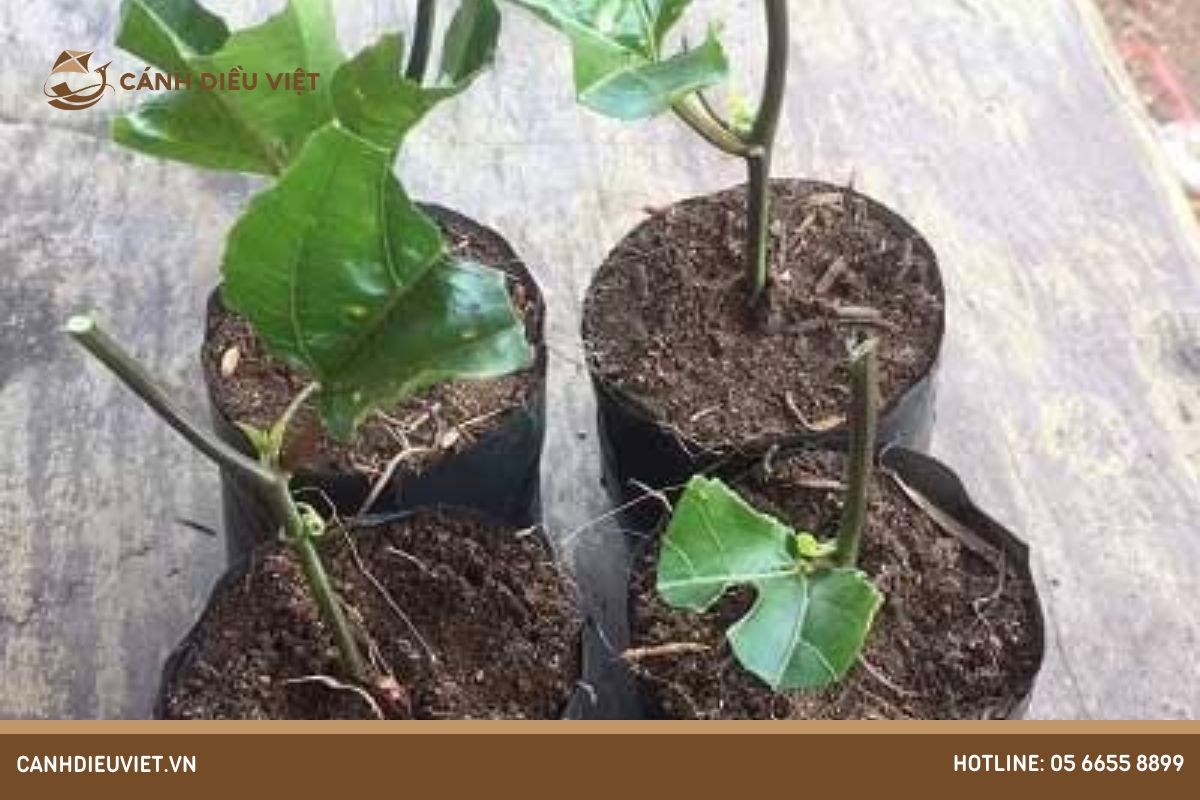 Hướng dẫn trồng chanh dây trong chậu với 4 bước đơn giản 8 Trồng chanh dây bằng cành