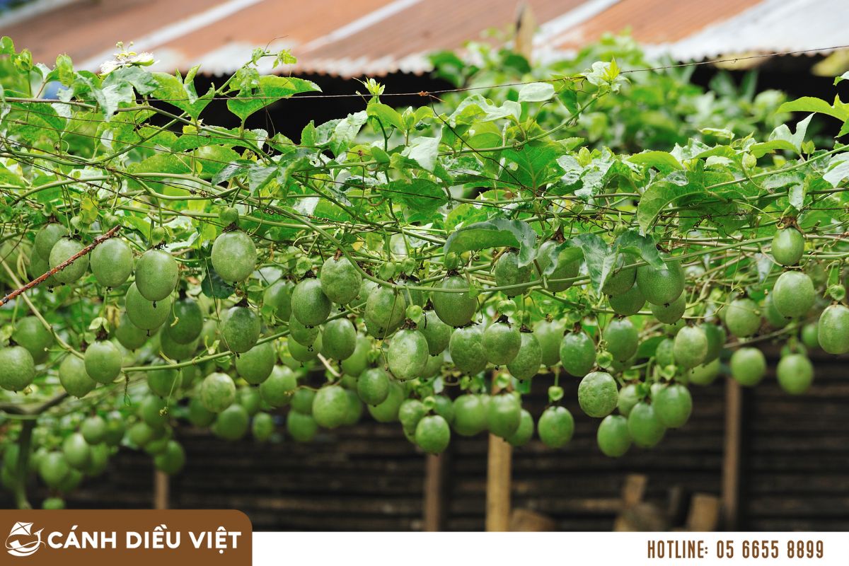 Tuổi thọ của chanh dây là bao lâu