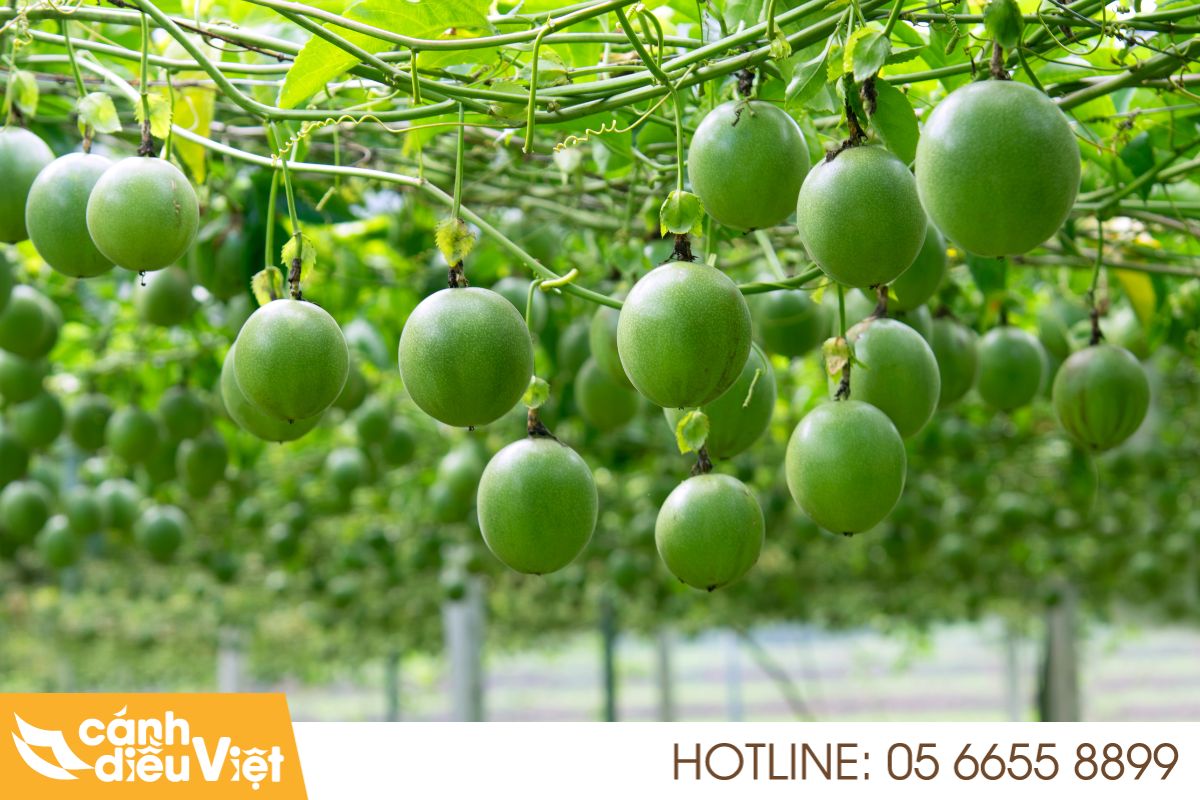 Tuổi thọ cây chanh dây là bao nhiêu năm? Cách tăng tuổi thọ? 4 Tuổi thọ trung bình của cây chanh dây