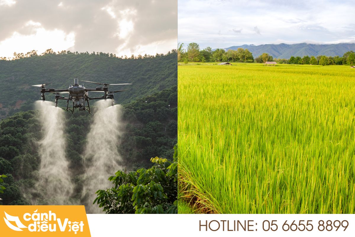 Ứng dụng máy bay DJI T70P phun thuốc cho cây lúa 33 Ứng dụng máy bay dji t70p phun thuốc cho cây lúa