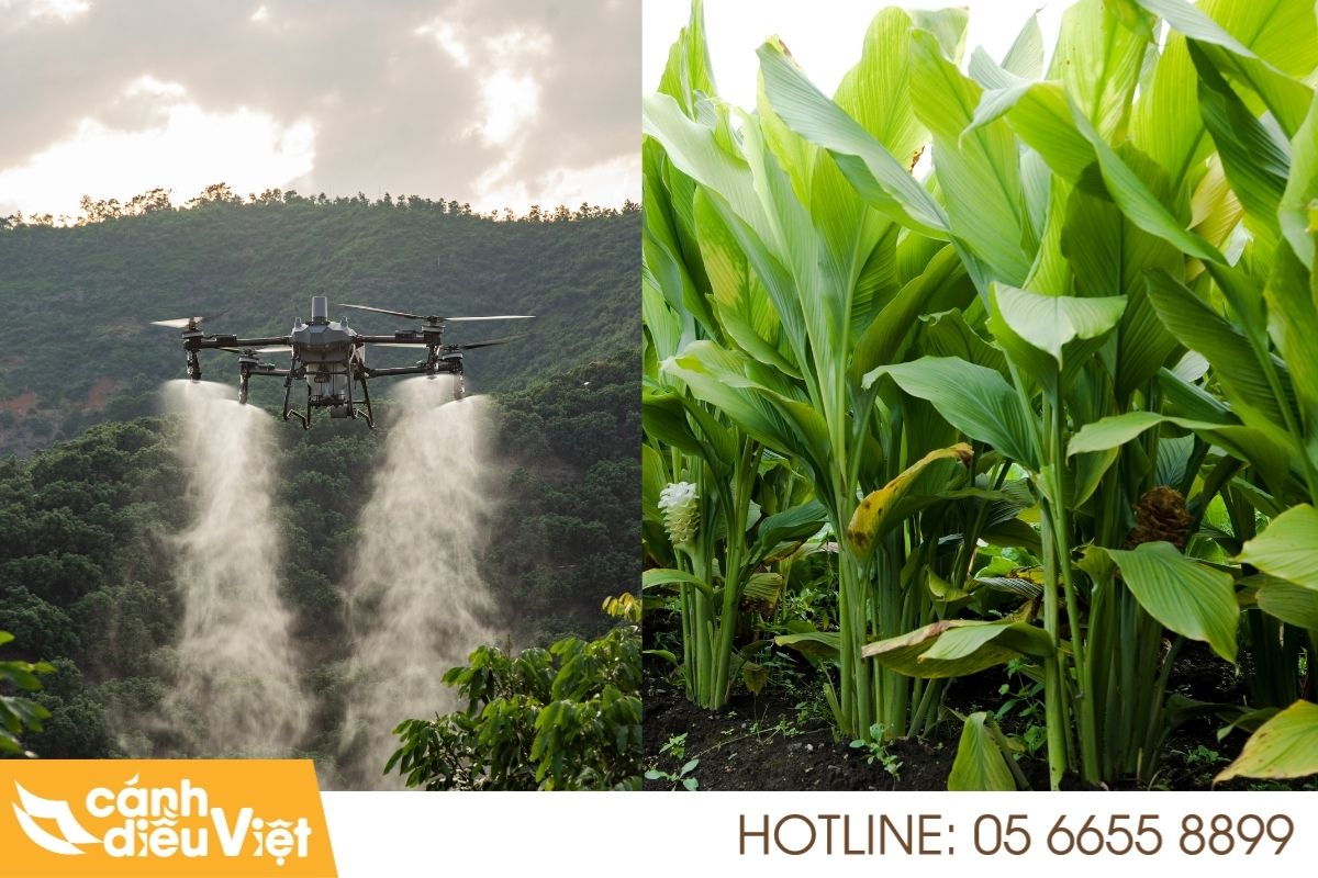 Ứng dụng máy bay DJI T70P phun thuốc cho cây nghệ 24 Ứng dụng máy bay dji t70p phun thuốc cho cây nghệ