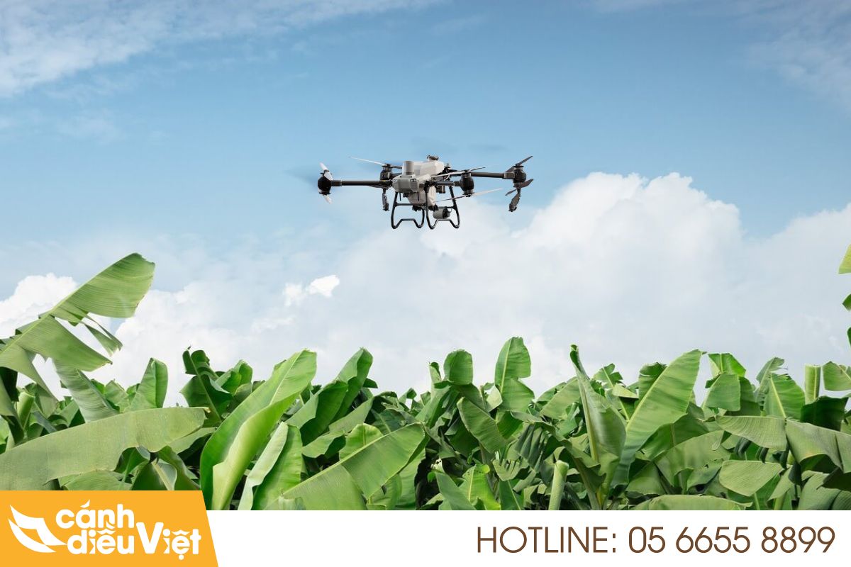 Ứng dụng máy bay nông nghiệp trong canh tác chuối