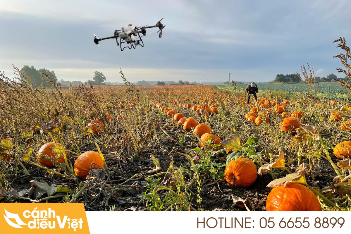 Ứng dụng máy bay phun thuốc cho bí đỏ