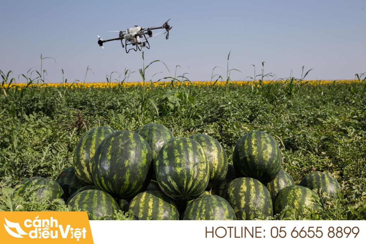 Ứng dụng máy bay phun thuốc cho dưa hấu