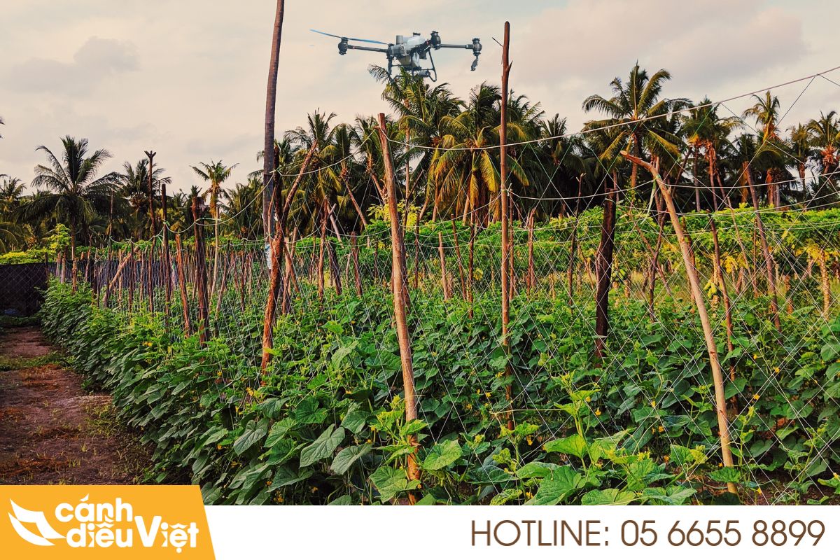 Ứng dụng máy bay phun thuốc cho dưa leo tại Lâm Đồng