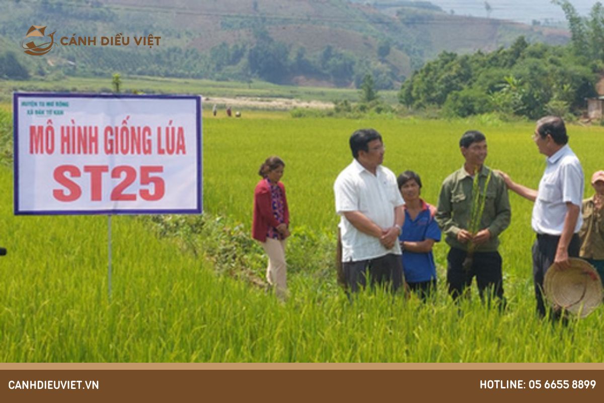 Giá Giống Lúa ST25 là bao nhiêu? cập nhật mới nhất 4 Ưu điểm của giống lúa ST25