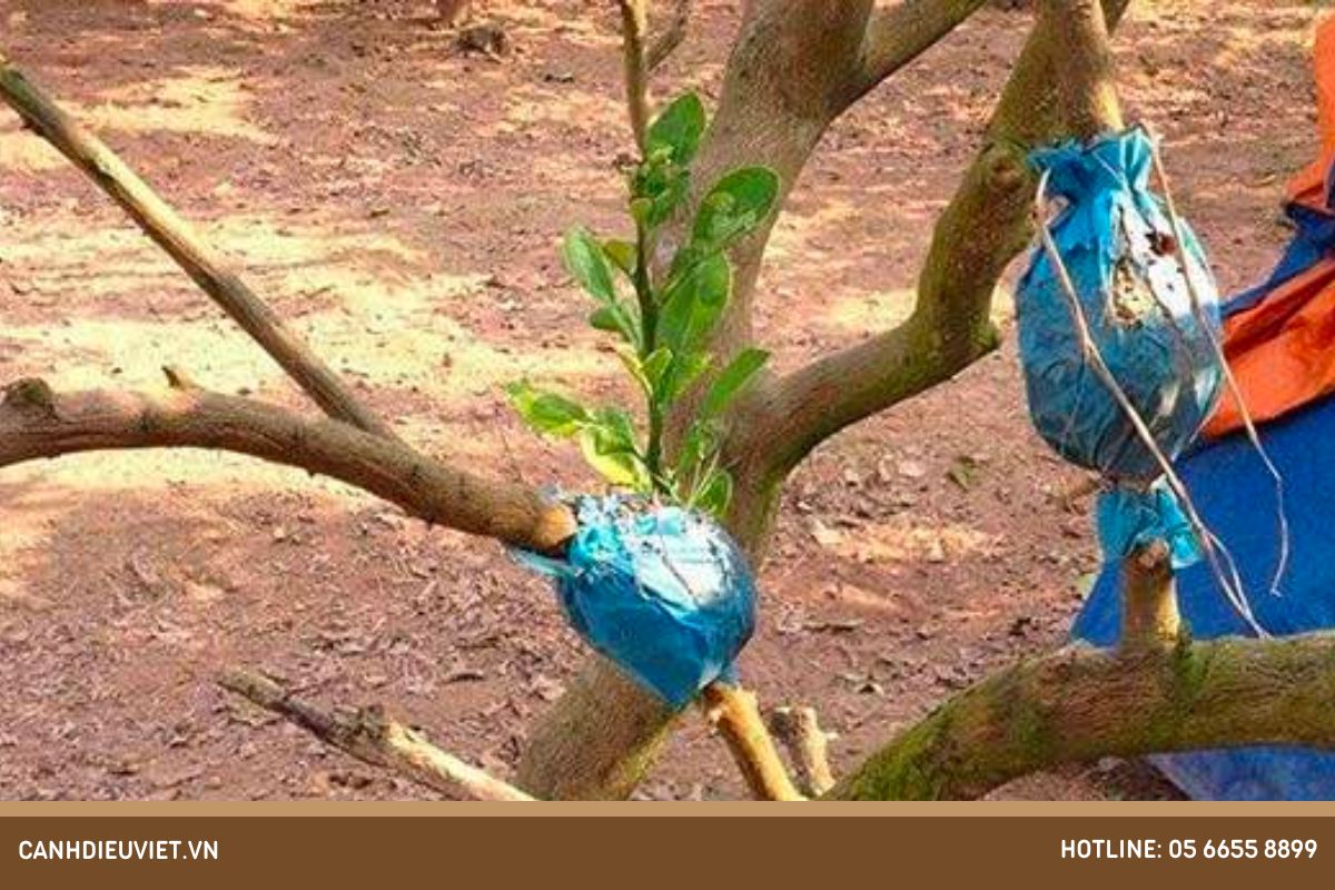 Ưu điểm của việc chiết cành xoài là gì