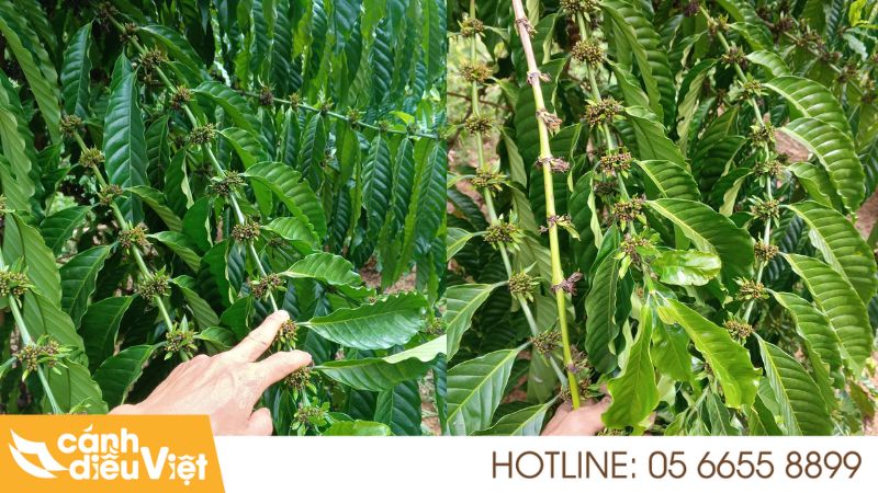 Giống cà phê lá xoài (cà phê hữu thiên HT1) năng suất 8 Ưu nhược điểm cà phê lá xoài