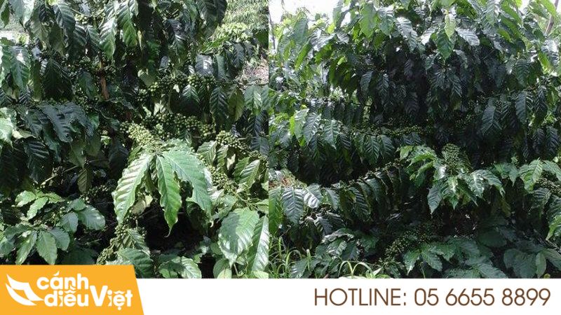 Giống Cà Phê Thiện Trường: Đặc Điểm, Cách Trồng & Chăm Sóc 7 Ưu nhược điểm của giống cà phê Thiện Trường