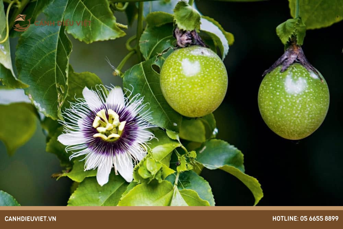 Cách ghép chanh dây: Hướng dẫn kỹ thuật cơ bản 8 Ưu nhược điểm của phương pháp này