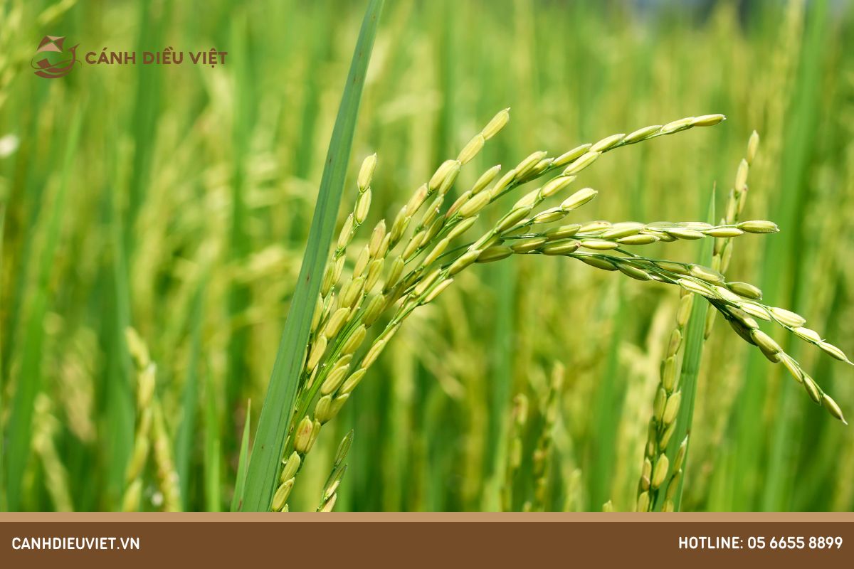 Ưu và nhược điểm của giống lúa TBR 39