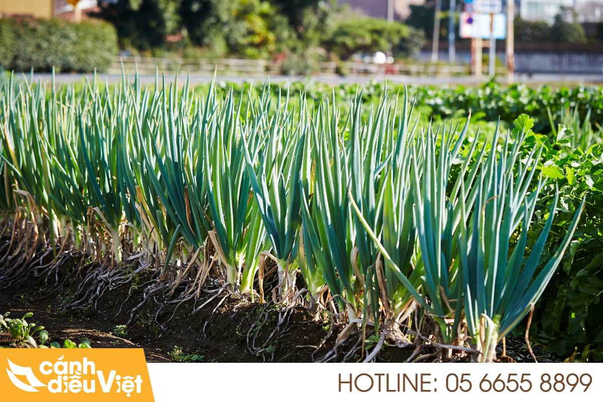 Máy bay phun thuốc cho cây hành lá X2 hiệu suất 4 Vai trò và tiềm năng cây hành lá tại Việt Nam