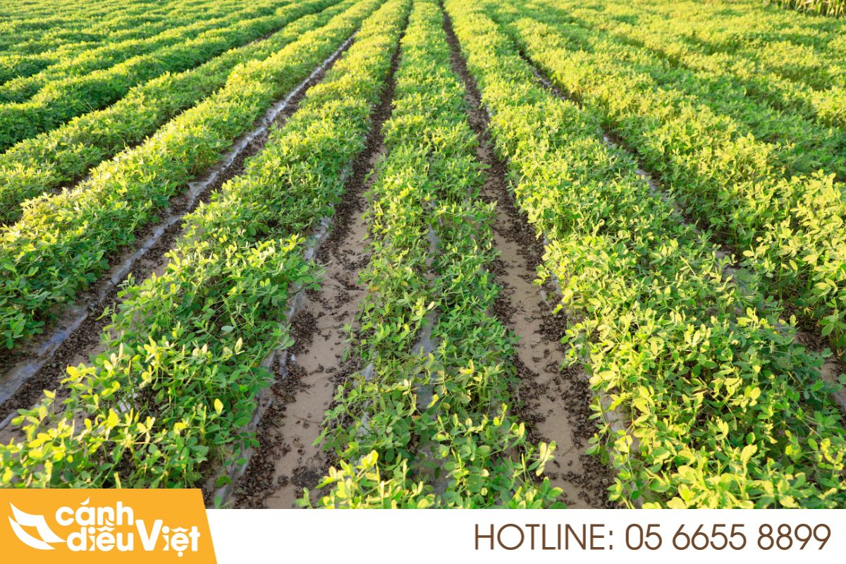 Vai trò và tiềm năng của cây đậu phộng tại Việt Nam