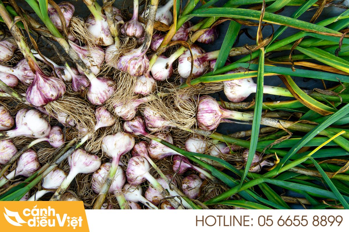 Máy bay phun thuốc cho cây tỏi x2 năng suất, giảm chi phí 3 Vai trò và tiềm năng của cây tỏi tại Việt Nam