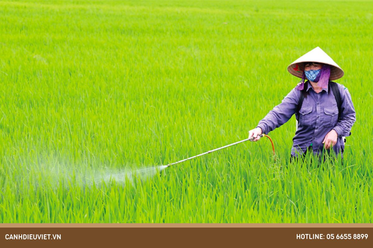 Lúa trổ đều xịt thuốc gì? Cách chăm sóc lúa giai đoạn làm đòng 11 Vi sao can phun thuoc trong giai doan lua tro bong