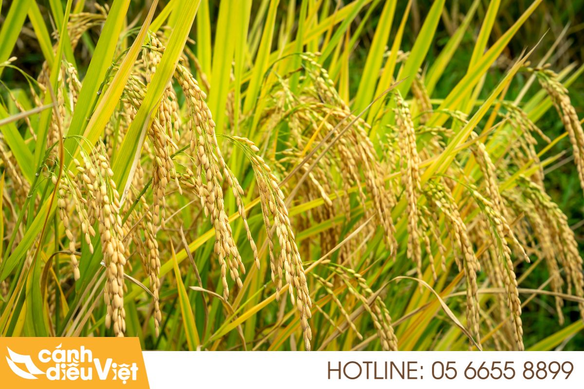 Ứng dụng máy bay DJI T70P phun thuốc cho cây lúa 3 Vì sao lúa cần ứng dụng máy bay t70p để phun thuốc